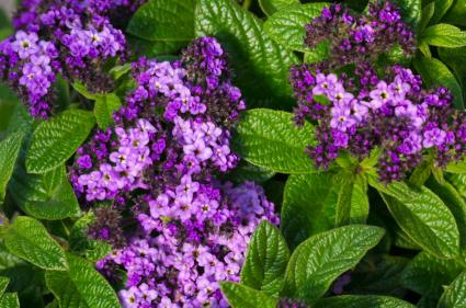 purple heliotrope