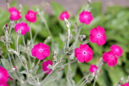 campion close up