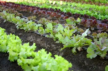 lettuce planting