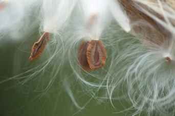 asclepias pod