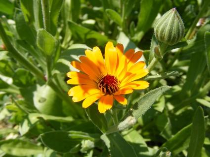 calendula