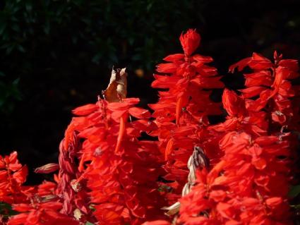 Red Salvia