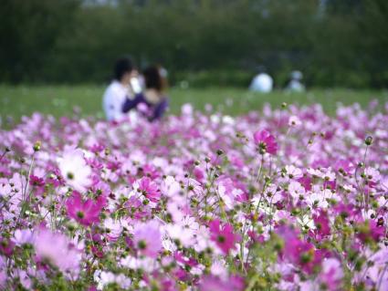 Field of cosmos