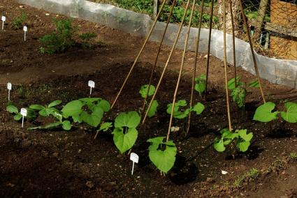 Bean sprouts