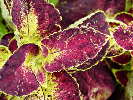 colorful leaves of coleus plant