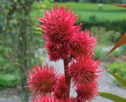 red castor bean seed pods