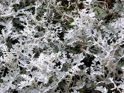 grey foliage