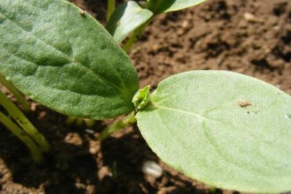 cucumber plants