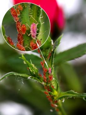 aphids up close