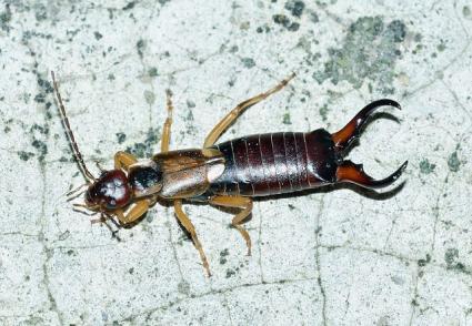 earwig insect