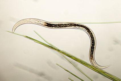 nematode