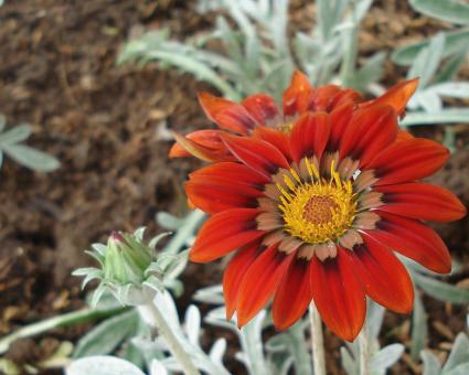 Gazania Lovetoknow