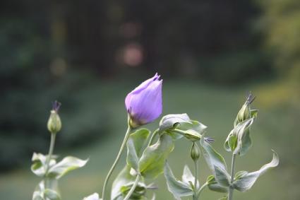 Eustoma flower