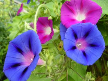 multi color morning glories