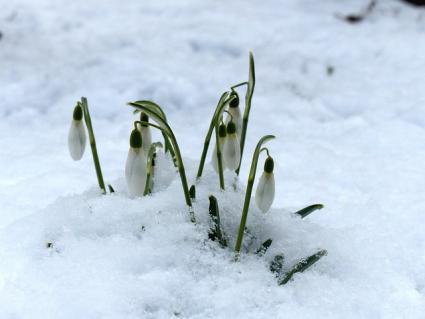 galanthus