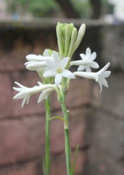 White tuberose flowers