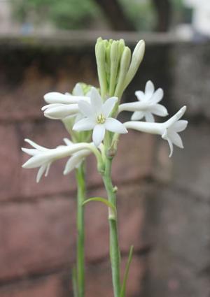 The Tuberose's Cage