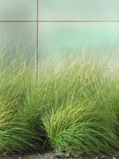 Sedge landscaping