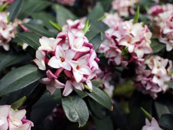 Blooming Daphne
