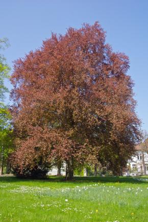 Beech Trees Lovetoknow
