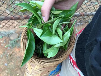 tea leaves
