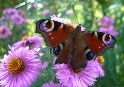 butterfly