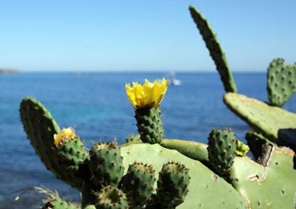 Prickly Pear