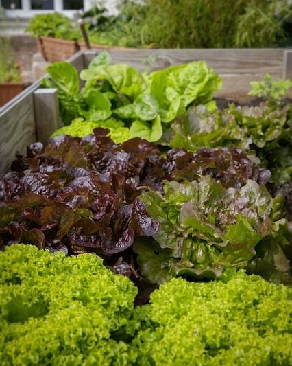 Vegetables That Grow In Partial Shade Lovetoknow - Part Shade Vegetable Garden Plants Vegetables That Grow In Partial Shade Lovetoknow - Part Shade Vegetable Garden Plants