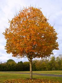 maple tree identification pictures how to identify maple tree varieties lovetoknow maple tree identification pictures how to identify maple tree varieties lovetoknow