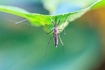 Mosquito on leaf
