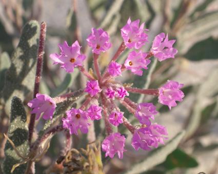 Sand Verbena