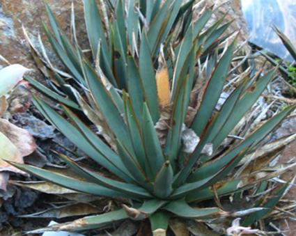 Arizonica Domestic Agave