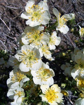 Cliffrose