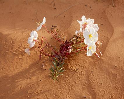 Desert Evening Primrose