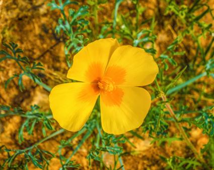 Arizona Poppy