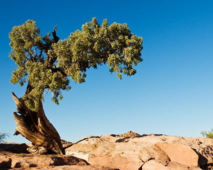 Juniper Tree