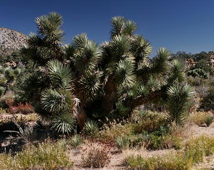 Joshua Tree