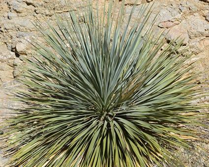 yucca
