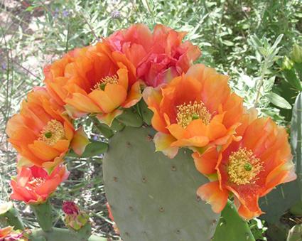 prickly pear cactus