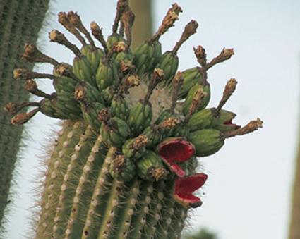 Saguaro cactus