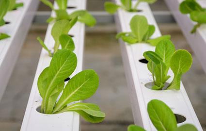 Hydroponic plants