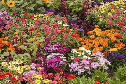 When Is The Best Time To Transplant Spring Bulbs Lovetoknow When Is The Best Time To Transplant Spring Bulbs
