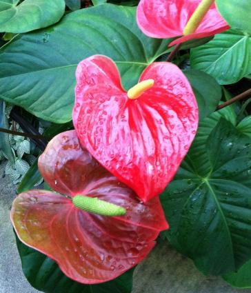 Red anthurium