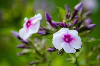 hesperis matronalis