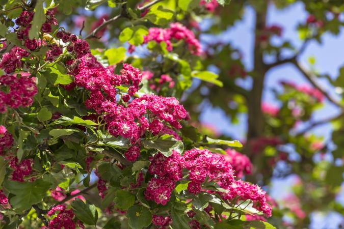 How and when to collect hawthorn How and when to collect hawthorn