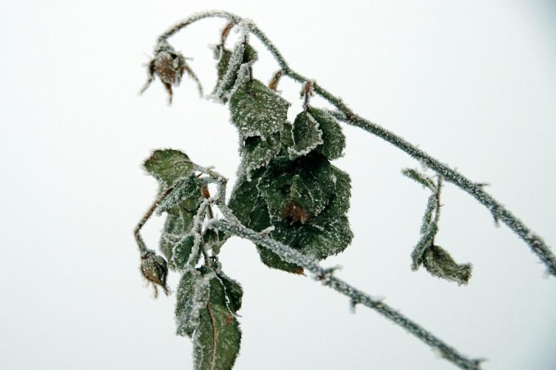 Signs of Cold Shock in Plants & Tips to Help Them Recover LoveToKnow