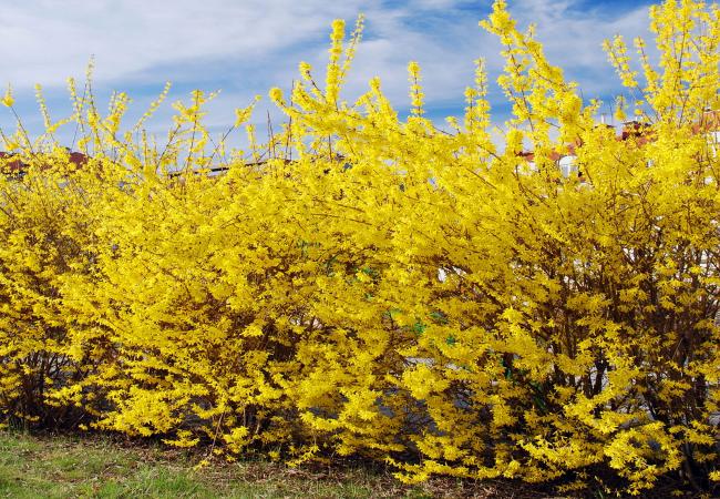 Forsythia privacy hedge