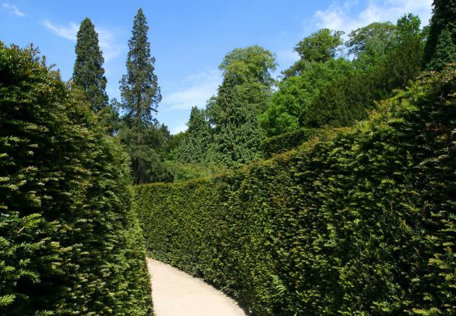 Dense yew hedge
