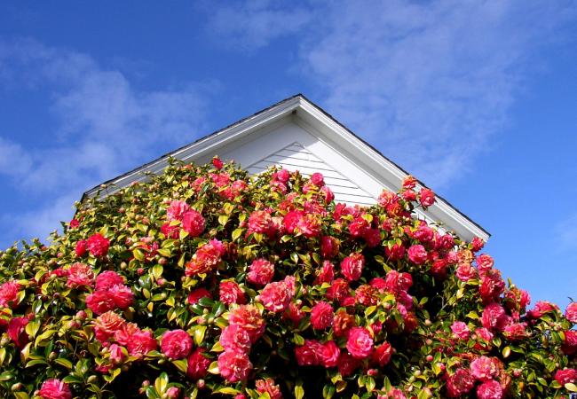 Camellia Japonica
