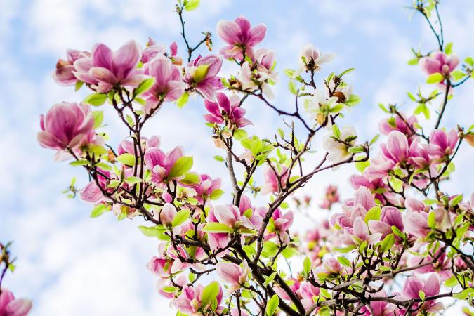 Saucer Magnolia